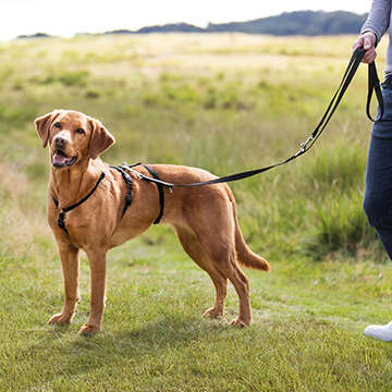 Hund 360x360